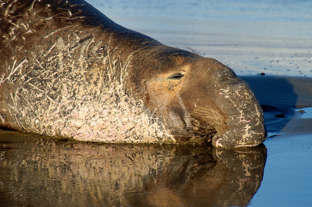Northern elephant seal