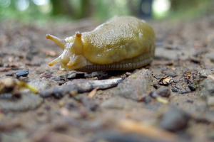 Banana Slug