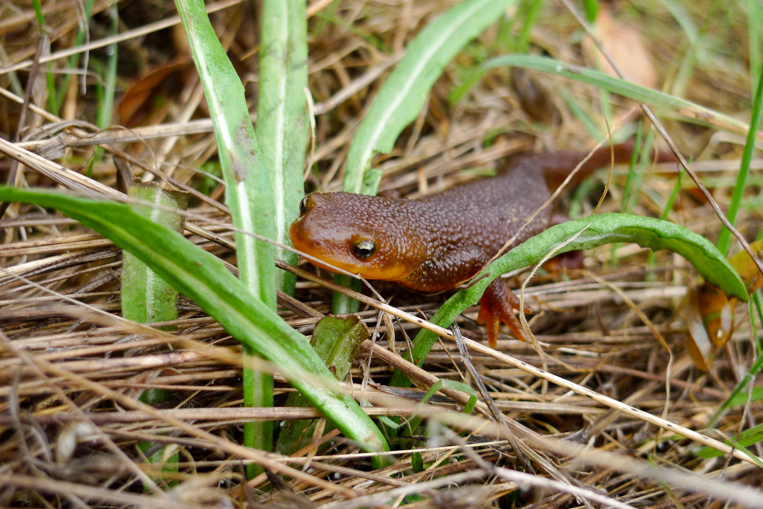 Rough-Skinned Newt