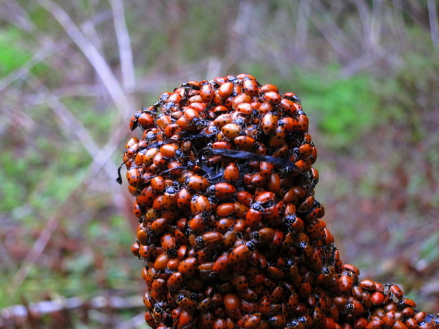 Ladybugs at Redwood Regional Park