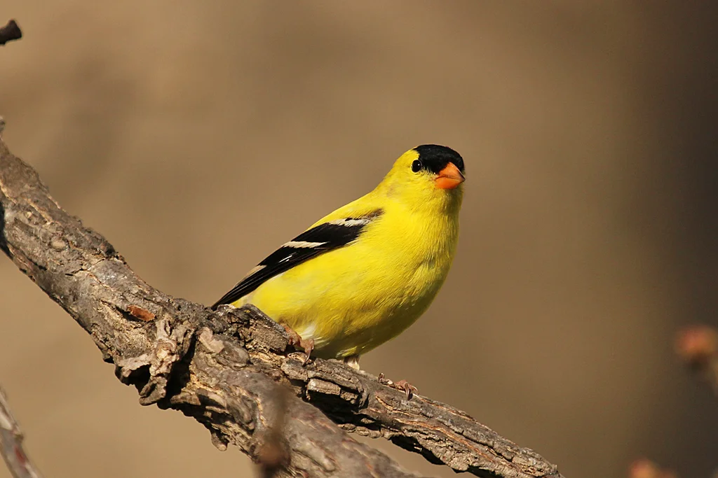 American Goldfinch