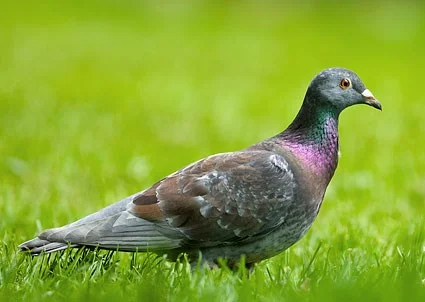 Rock Pigeon