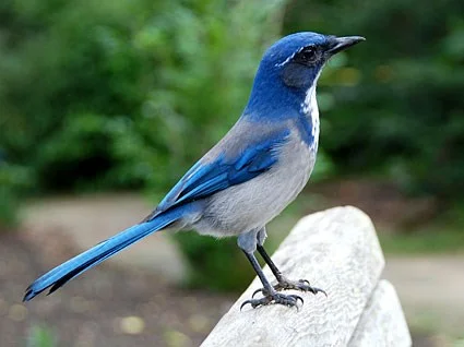 Scrub Jay