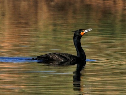 Double-crested Cormorant
