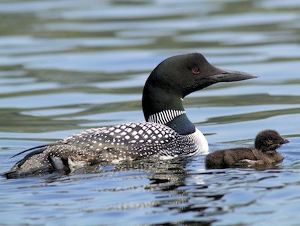 Common Loon