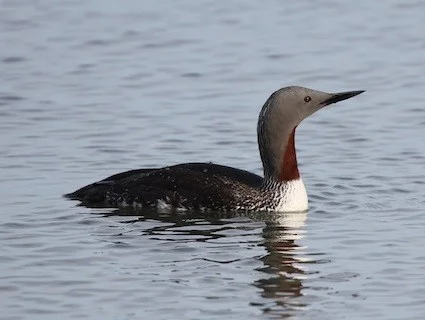 Red-throated Loon