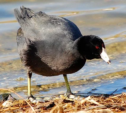 American Coot