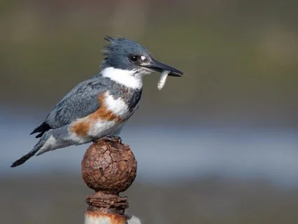 Belted Kingfisher