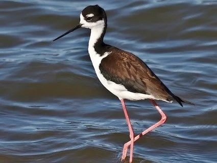 Black-necked Stilt