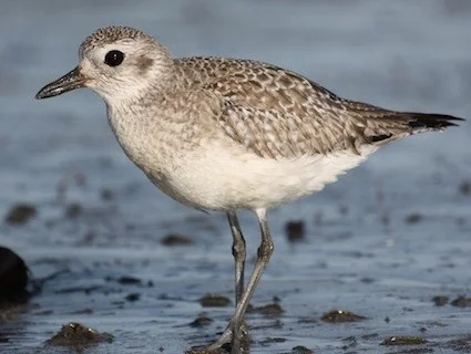 Black-bellied Plover