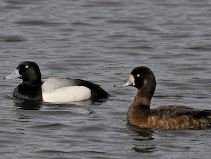 Greater Scaup