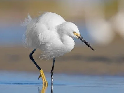 Snowy Egret