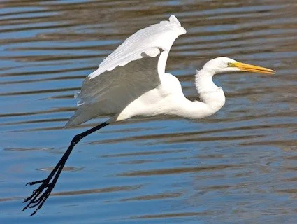 Great Egret