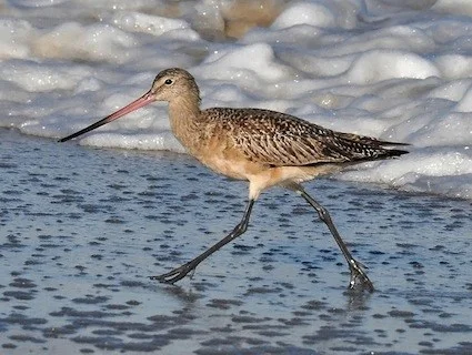 Marbled Godwit