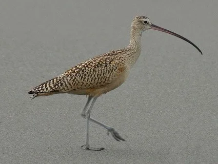 Long-billed Curlew