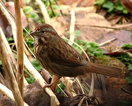 Song Sparrow