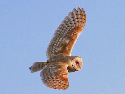 Barn Owl