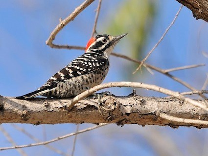 Nuttall's Woodpecker