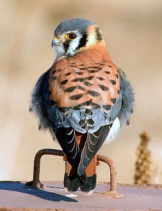 American Kestrel