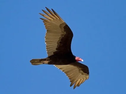 Turkey Vulture