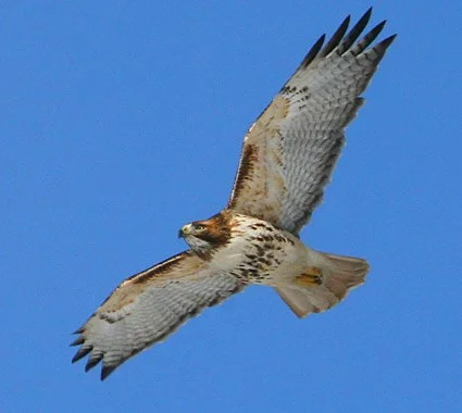 Red-tailed Hawk