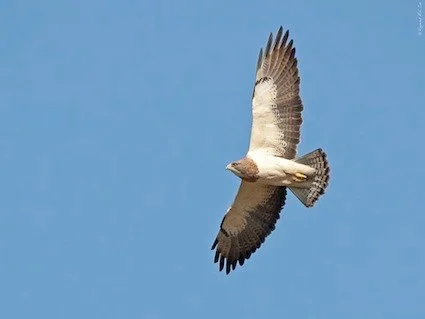 Swainson's Hawk