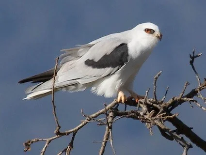 White-tailed Kite