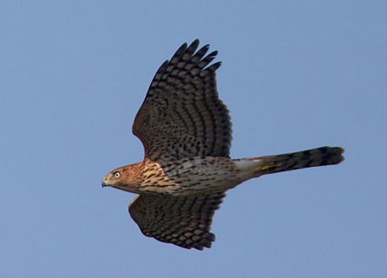 Cooper's Hawk