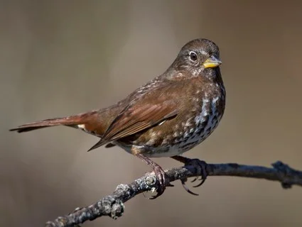 Fox Sparrow