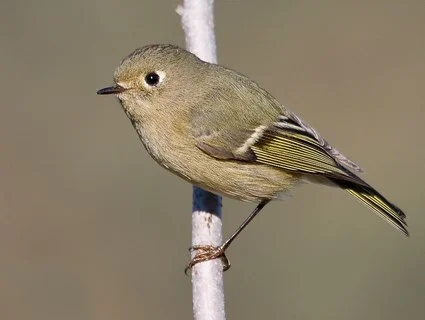 Ruby-crowned Kinglet