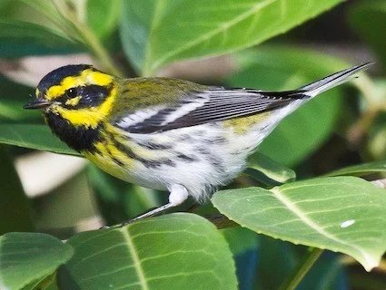 Townsend's Warbler