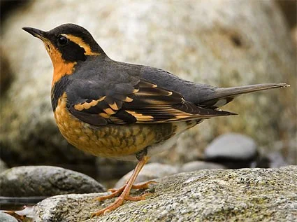 Varied Thrush