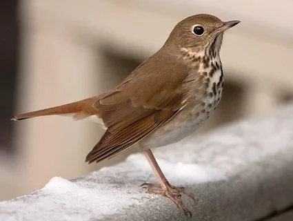 Hermit Thrush