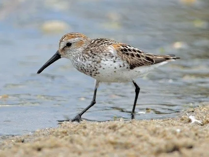 Western Sandpiper