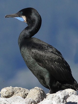 Brandt's Cormorant
