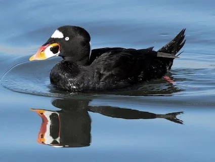 Surf Scoter