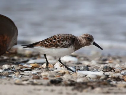 Sanderling