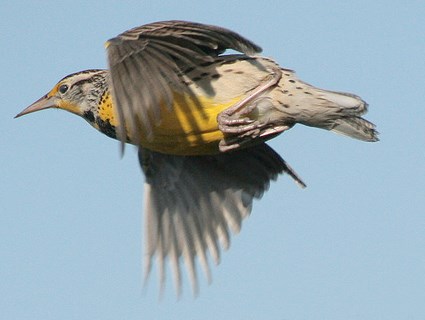 Western Meadowlark