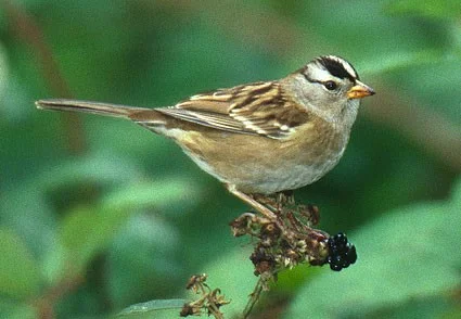 White-crowned Sparrow