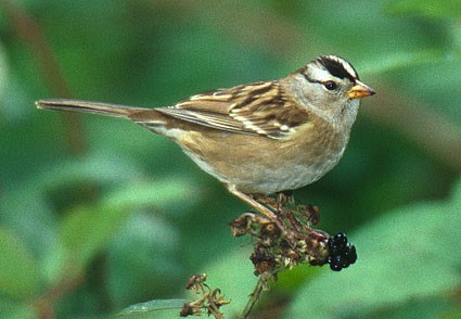 White-crowned Sparrow