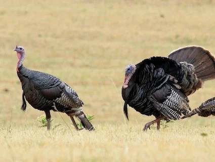 Wild Turkey