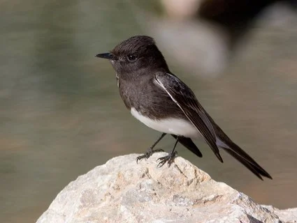 Black Phoebe