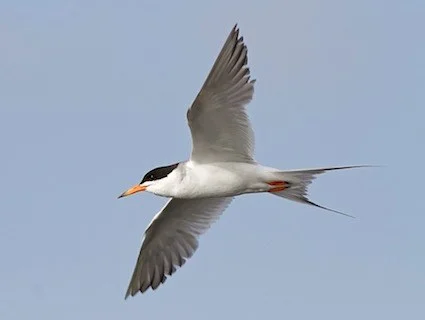 Forster's Tern