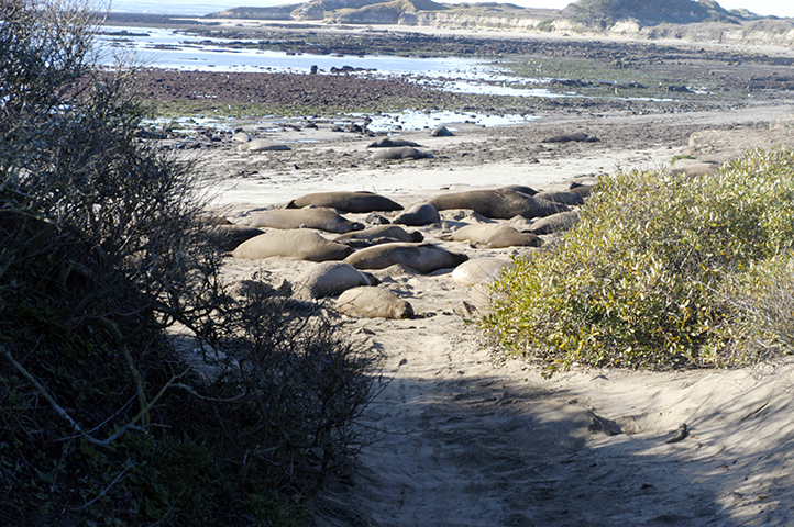 Elephant Seals at AΓ±o Nuevo State Park