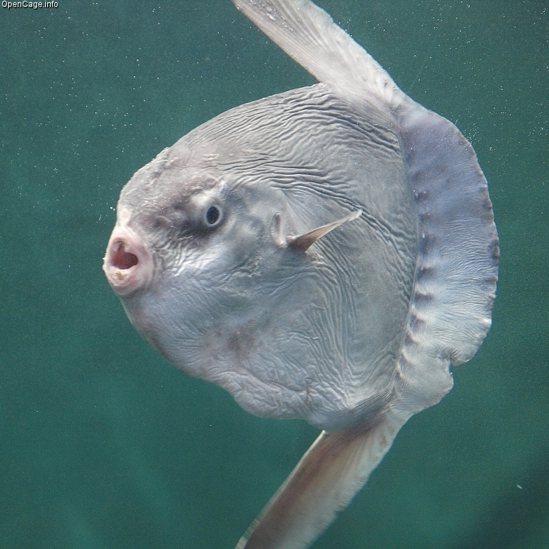 Sunfish