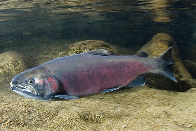 Coho Salmon