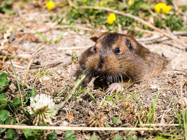 Gopher