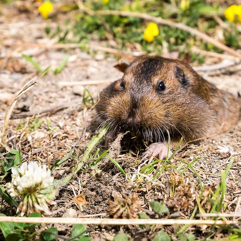 3 Bay Area Winter Wildlife Safari's