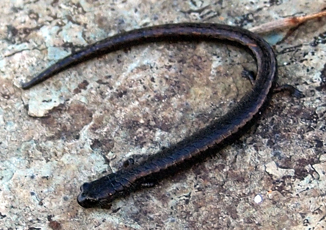 California Slender Salamander