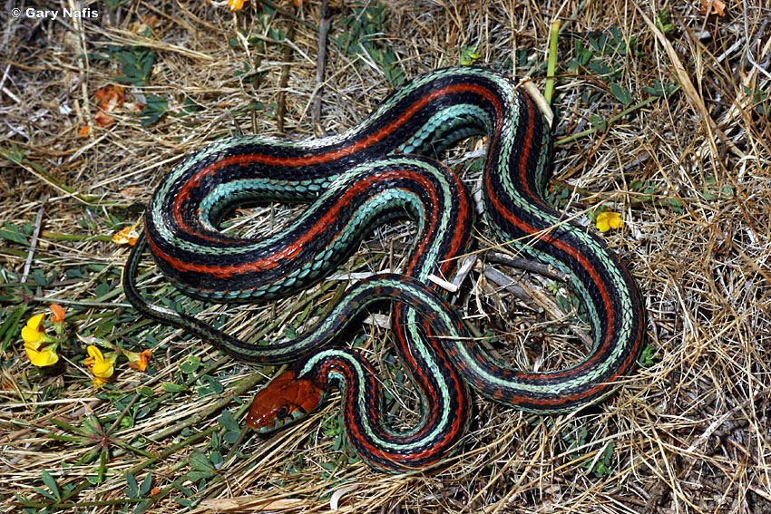 San Francisco Gartersnake